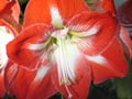 fleur Amaryllis